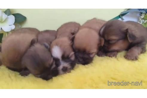 成約済の栃木県のミックス犬-204302の1枚目